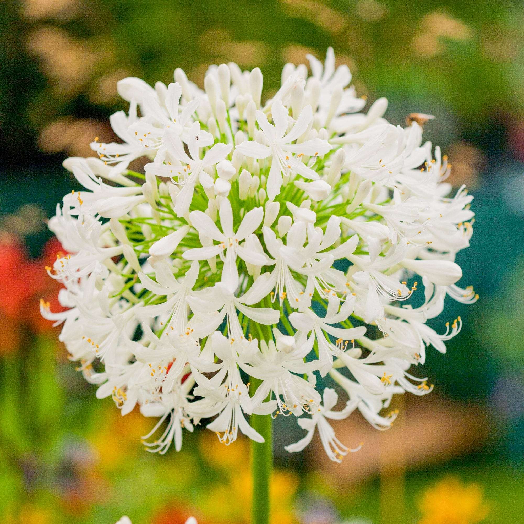 Skärmlilja 'Africanus Albus', vit